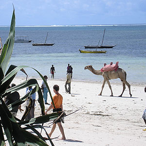 Gambia C56YK DX News